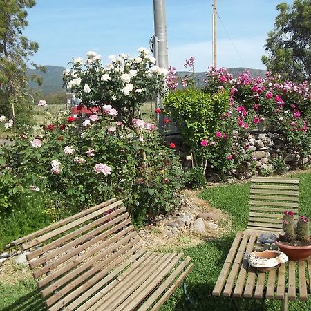 Il Vecchioliveto Di Ornella Bed and Breakfast Marrùbiu Rum bild