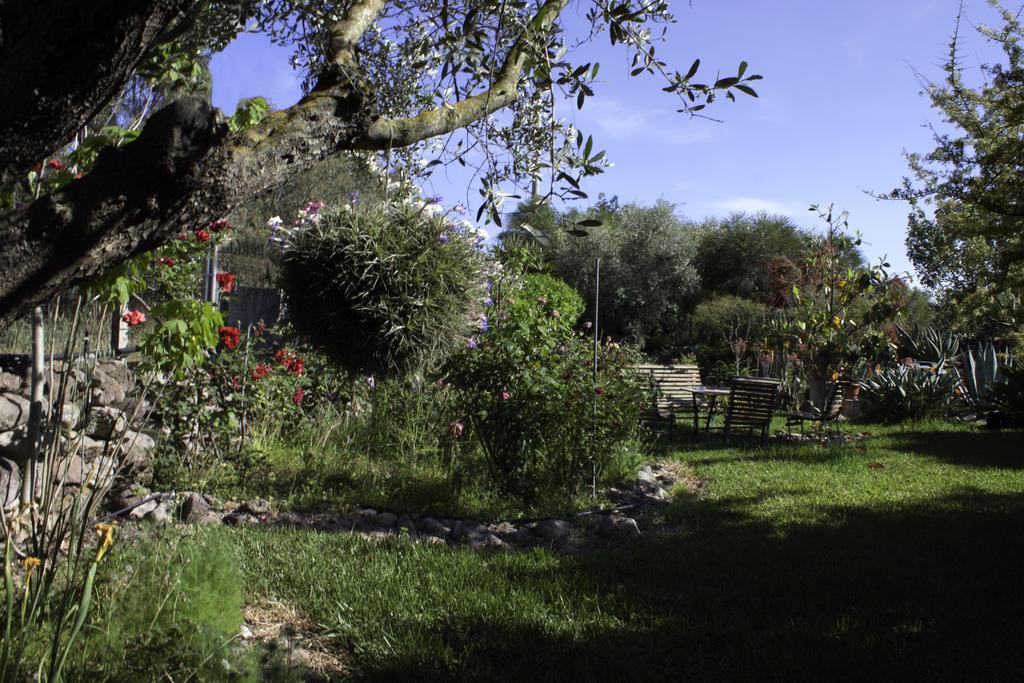 Il Vecchioliveto Di Ornella Bed and Breakfast Marrùbiu Exteriör bild