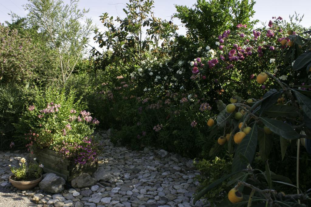Il Vecchioliveto Di Ornella Bed and Breakfast Marrùbiu Exteriör bild