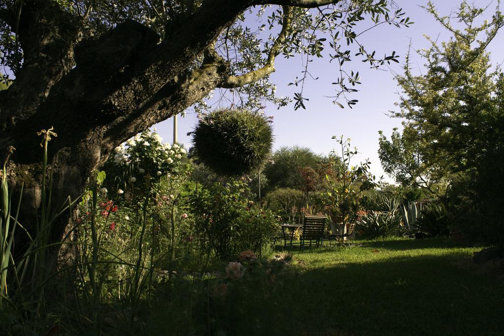 Il Vecchioliveto Di Ornella Bed and Breakfast Marrùbiu Exteriör bild